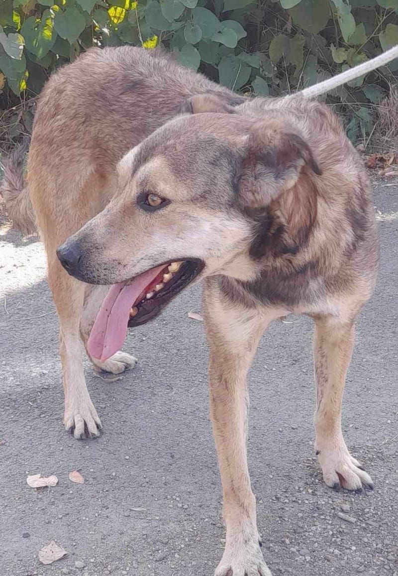 *** GEADOPTEERD *** ✨🐾 TYGO – EEN LIEVE ZACHTAARD OP ZOEK NAAR EEN FOREVER HOME 🐾✨ IN BELGIË TE BEZOEKEN!