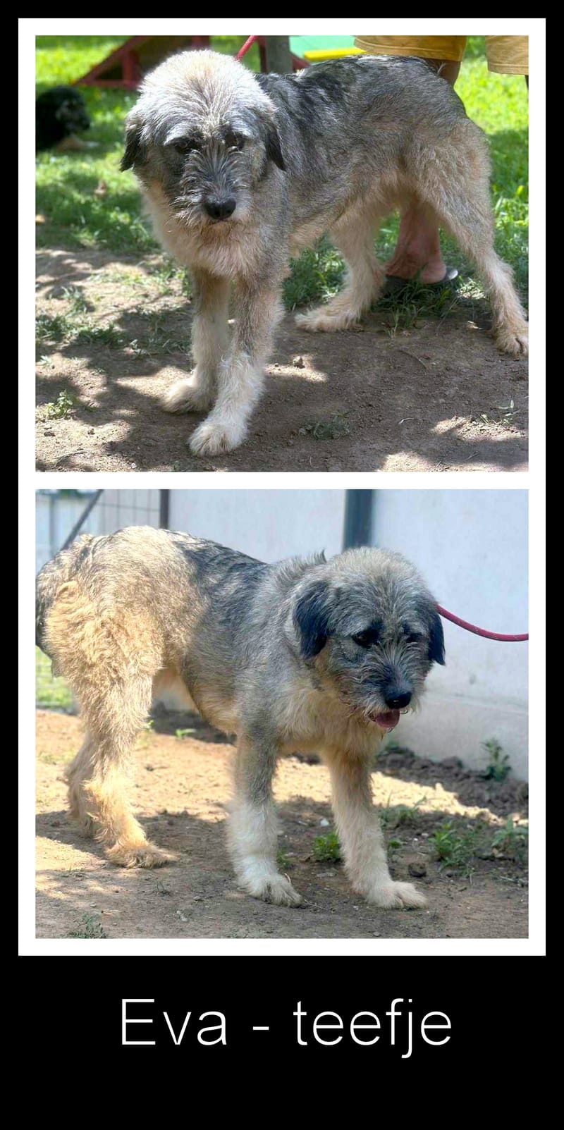 ***  PRE RESERVATIE  ***   💖 EVA "EEFJE" – een liefdevolle zachtaardige schoonheid 💖
