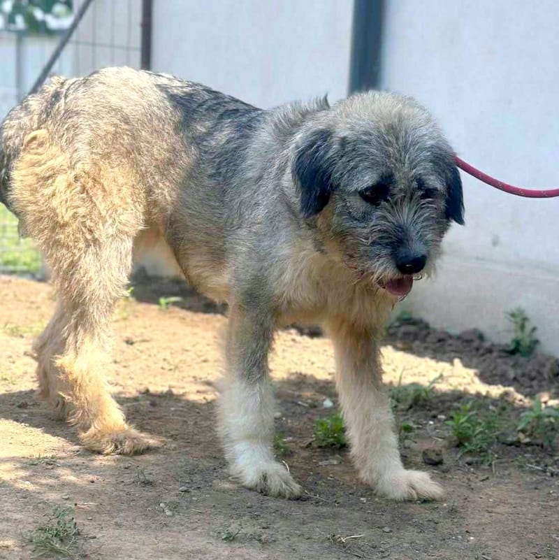 ***  PRE RESERVATIE  ***   💖 EVA "EEFJE" – een liefdevolle zachtaardige schoonheid 💖