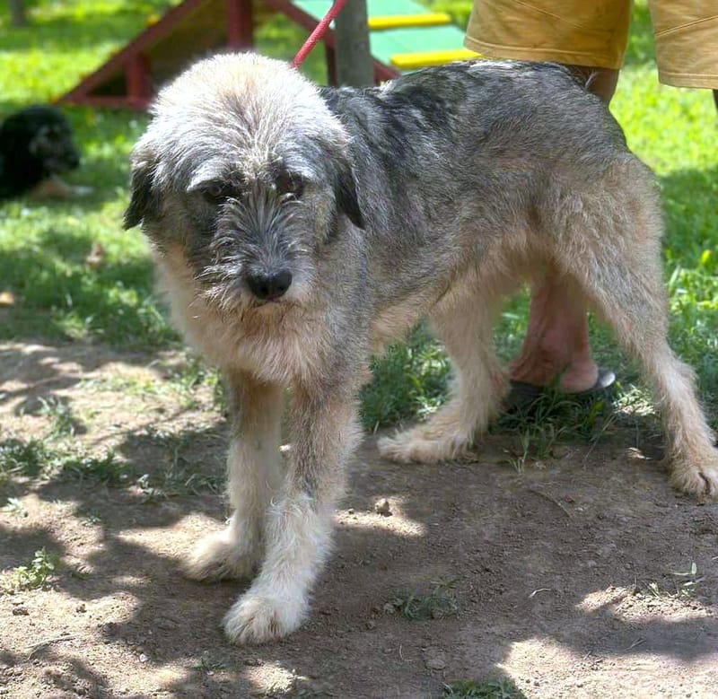 ***  PRE RESERVATIE  ***   💖 EVA "EEFJE" – een liefdevolle zachtaardige schoonheid 💖