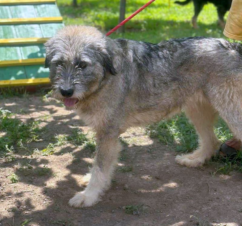 ***  PRE RESERVATIE  ***   💖 EVA "EEFJE" – een liefdevolle zachtaardige schoonheid 💖