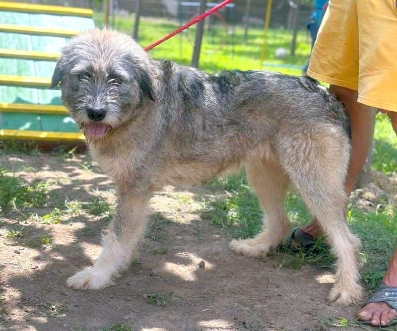 ***  PRE RESERVATIE  ***   💖 EVA "EEFJE" – een liefdevolle zachtaardige schoonheid 💖