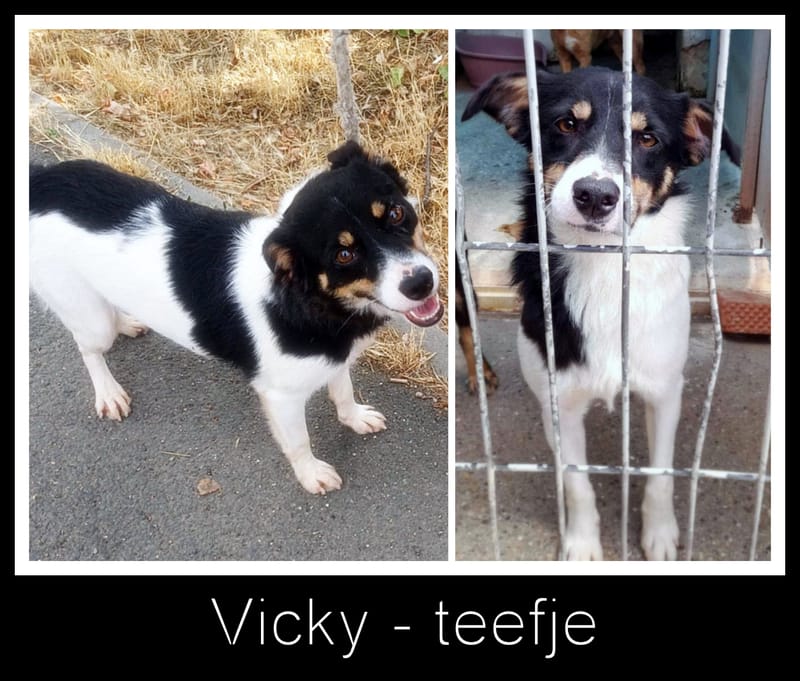 *** GEADOPTEERD UK *** ✨ Vicky – vrolijk meisje met een gouden hart ✨