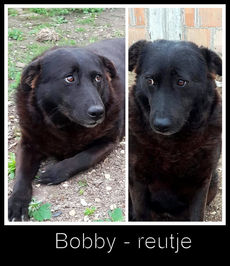 💔 Het trieste verhaal van Old Bobby 💔