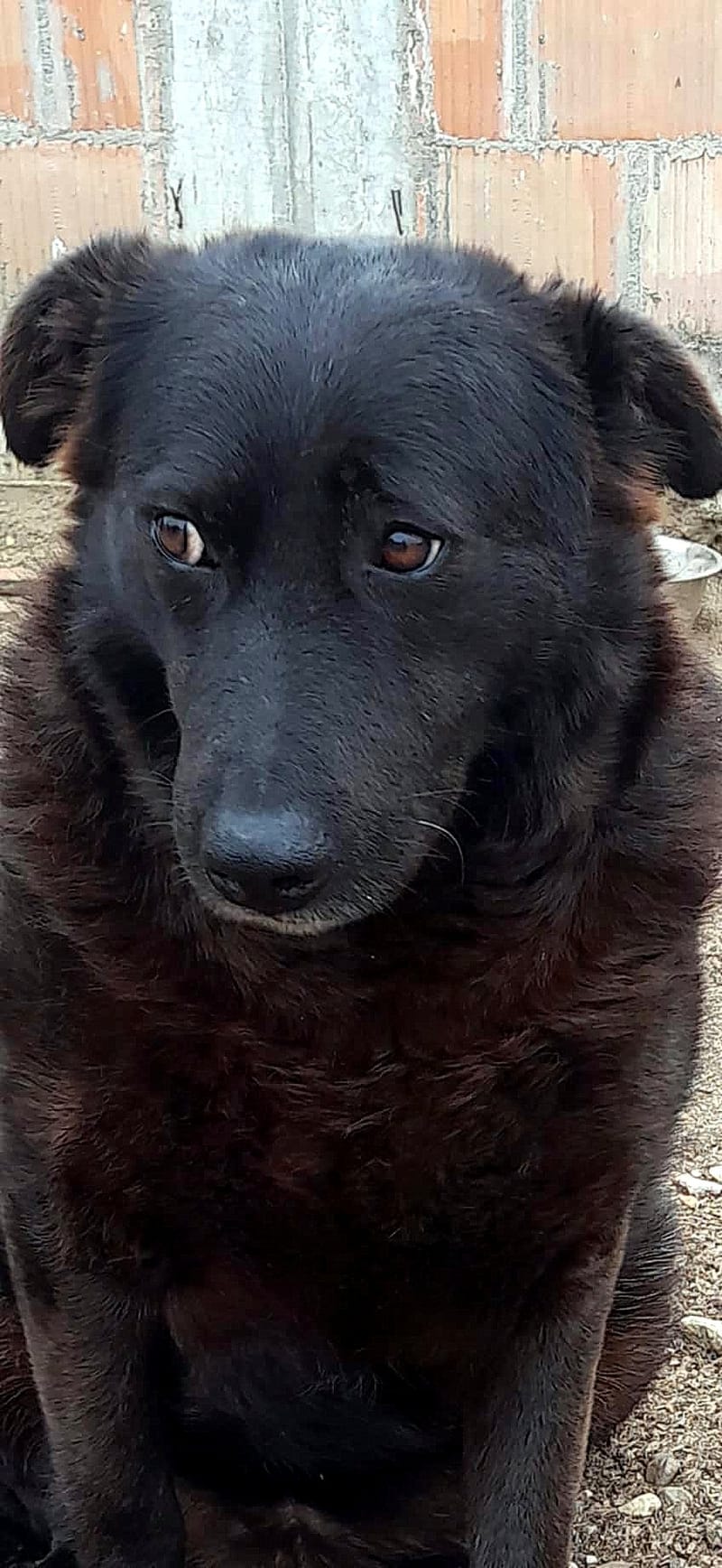 💔 Het trieste verhaal van Old Bobby 💔