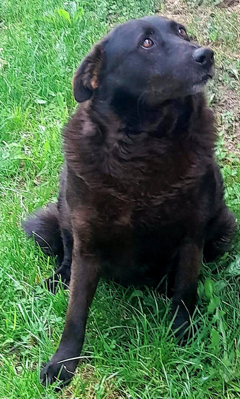 💔 Het trieste verhaal van Old Bobby 💔