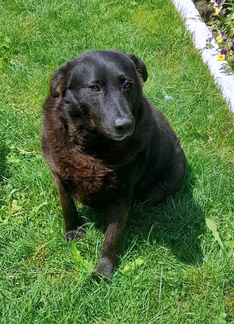 💔 Het trieste verhaal van Old Bobby 💔