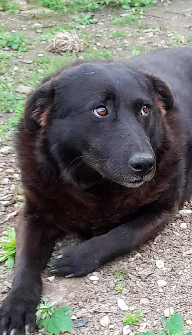 💔 Het trieste verhaal van Old Bobby 💔