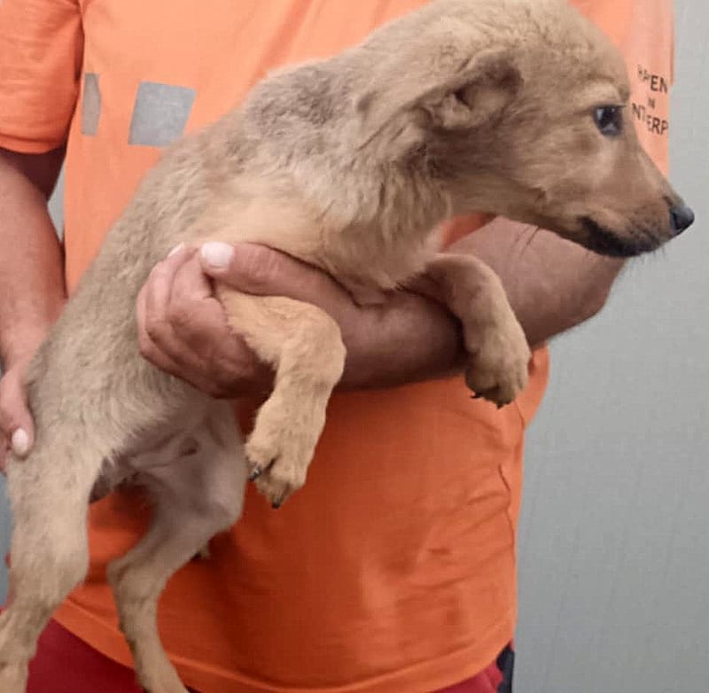 💖 MORGAN – Een zachte jongen met een zonnig karakter 💖