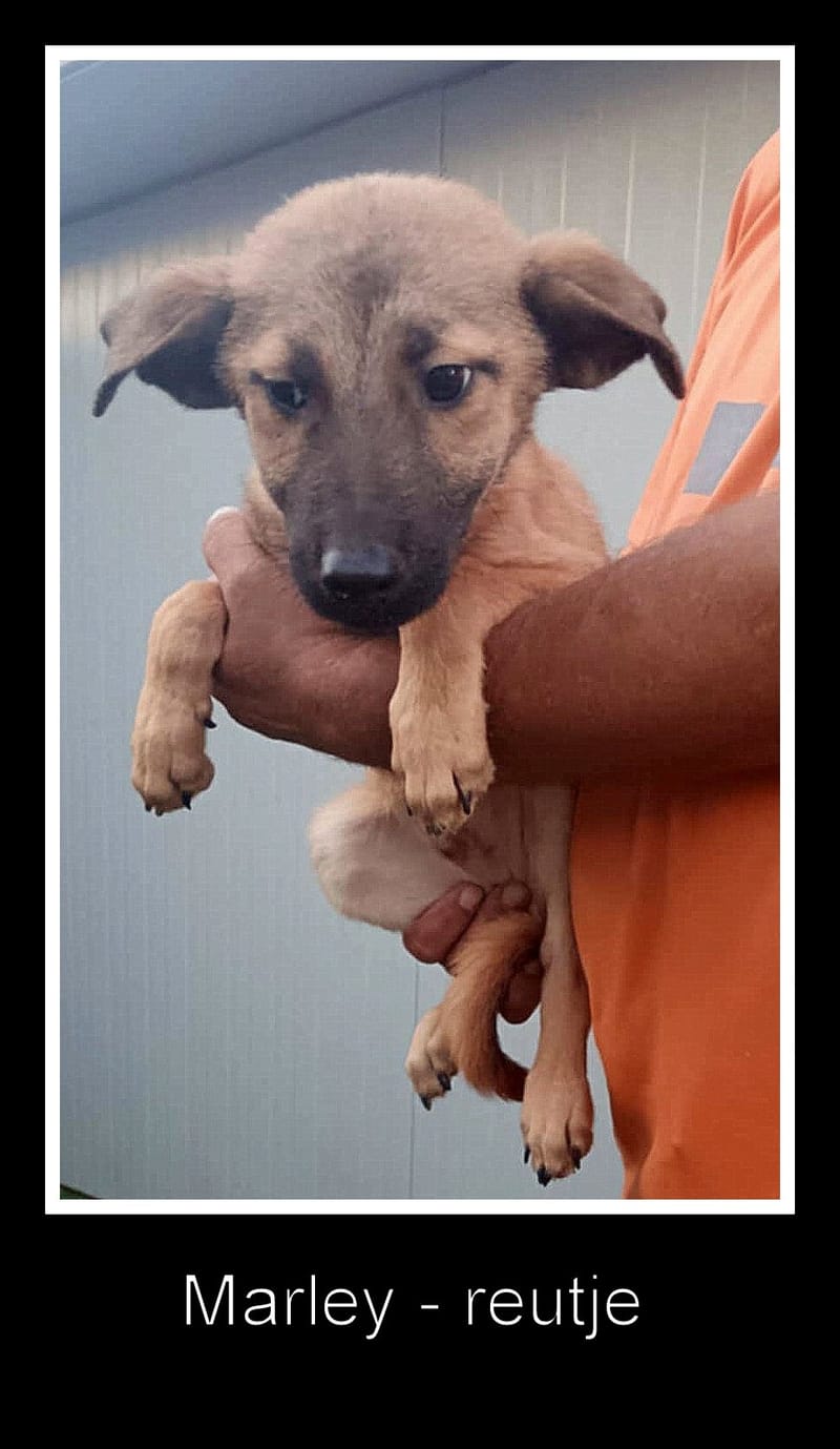💖 MARLEY – Een vrolijke pup met een zachte ziel 💖