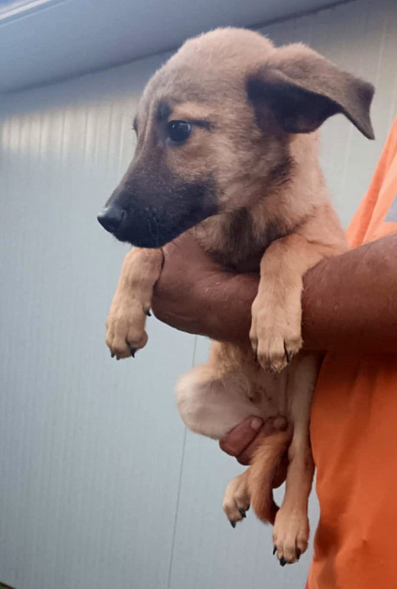 💖 MARLEY – Een vrolijke pup met een zachte ziel 💖