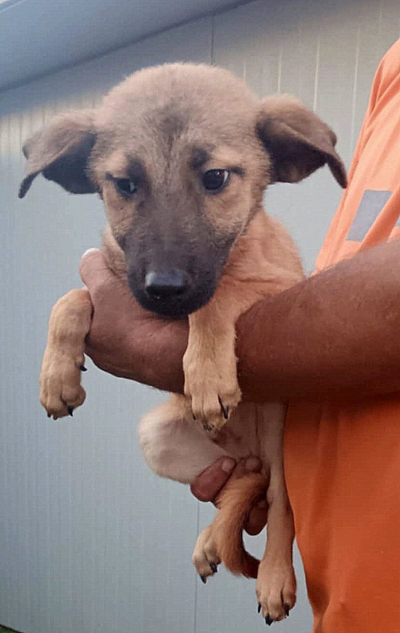 💖 MARLEY – Een vrolijke pup met een zachte ziel 💖