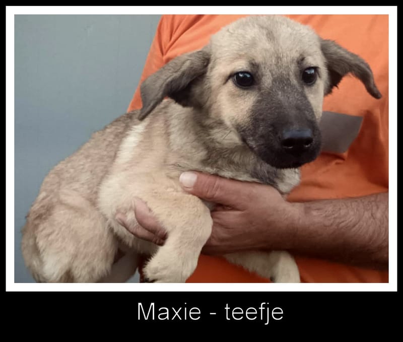 💖 MAXIE – Een zacht knuffelmeisje met een stoer snoetje 💖