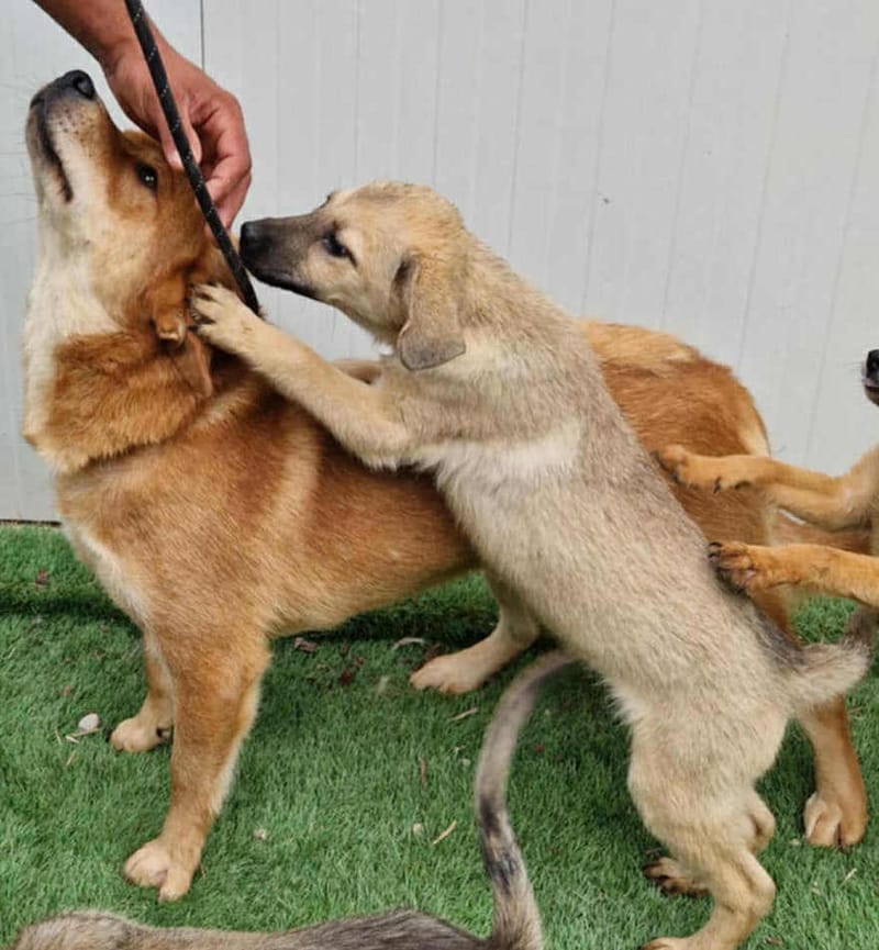 💖 MAXIE – Een zacht knuffelmeisje met een stoer snoetje 💖