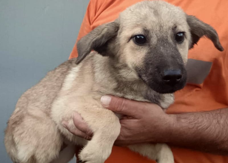 💖 MAXIE – Een zacht knuffelmeisje met een stoer snoetje 💖