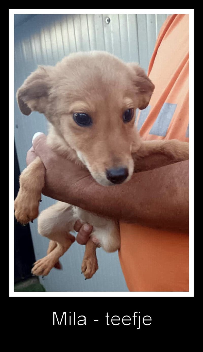 💖 MILA – Een teder meisje met een verfijnd snoetje 💖