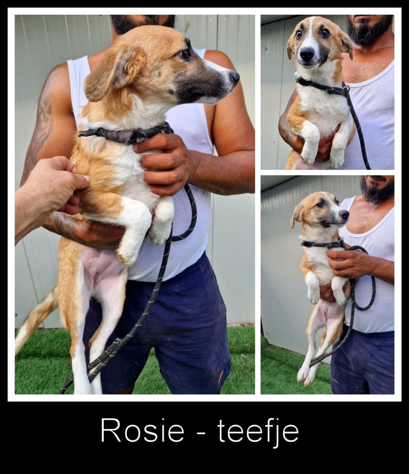 💖 ROSIE – Een bijzonder meisje met een gouden hart 💖