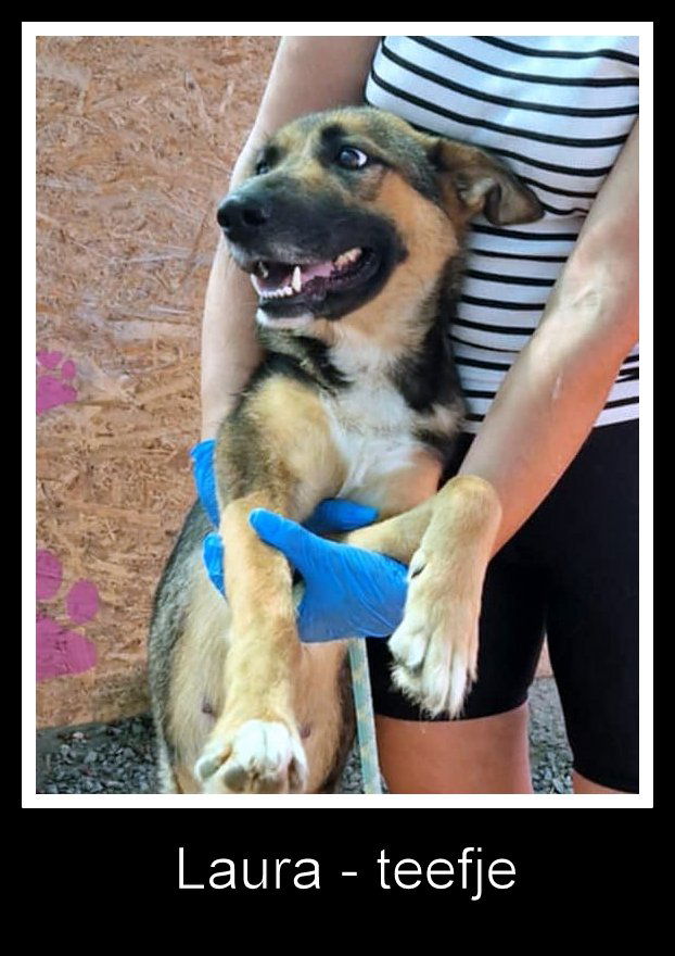 *** GERESERVEERD VOOR UK *** 💖 LAURA – Een compacte schoonheid met het hart van een Duitse Herder 💖