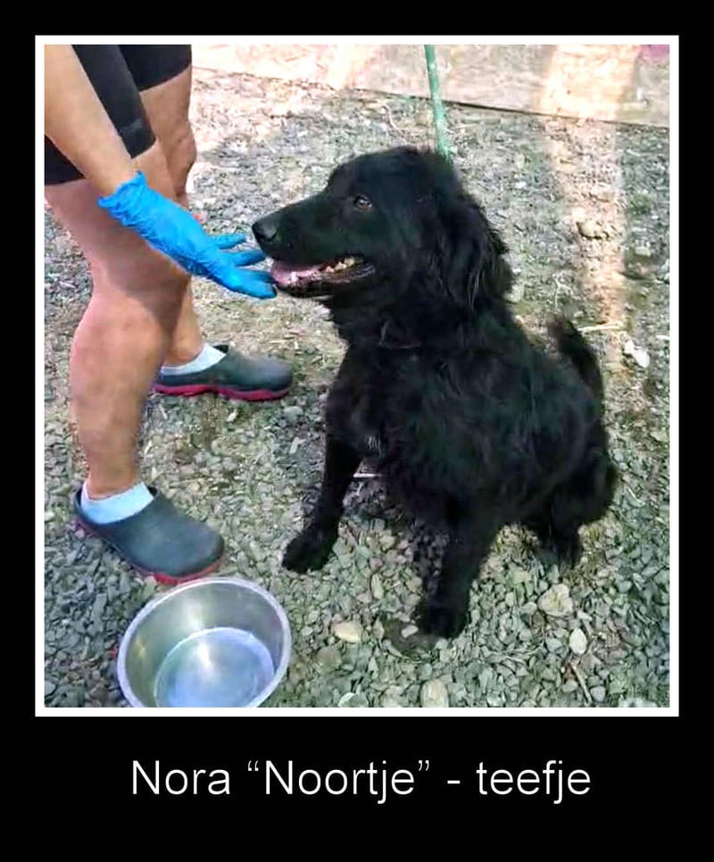 *** PRE RESERVATIE UK *** 💖 NORA – Vrolijk Noortje, een stralend zonnetje in een compact jasje 💖