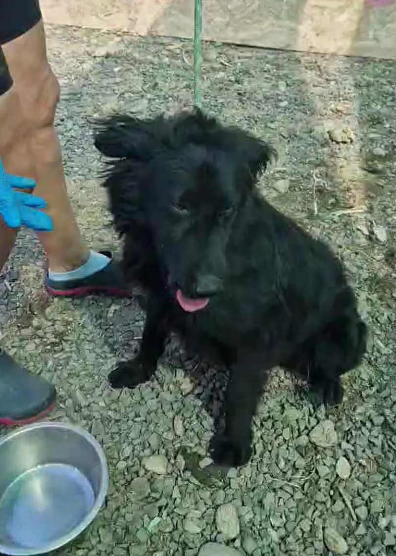 *** PRE RESERVATIE UK *** 💖 NORA – Vrolijk Noortje, een stralend zonnetje in een compact jasje 💖