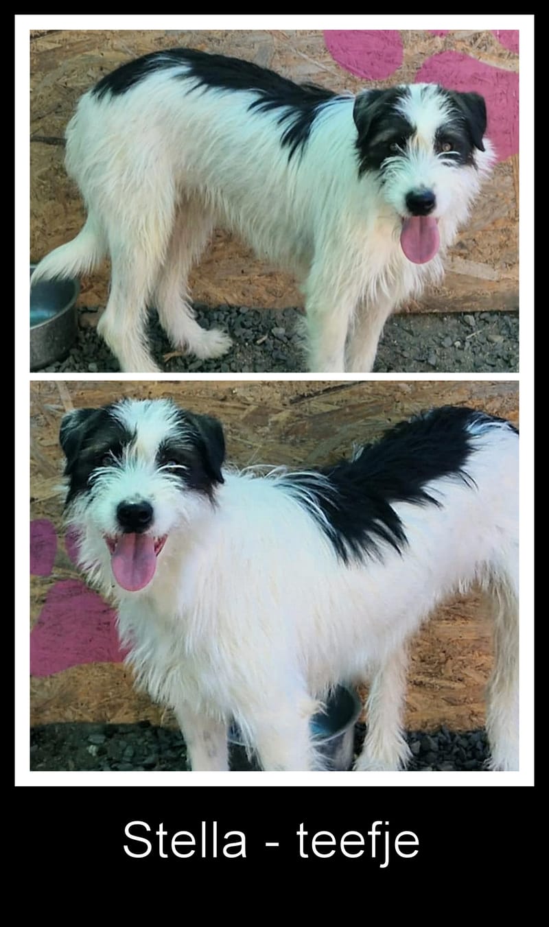 💖 STELLA – een zachte ziel die opnieuw mag stralen 💖