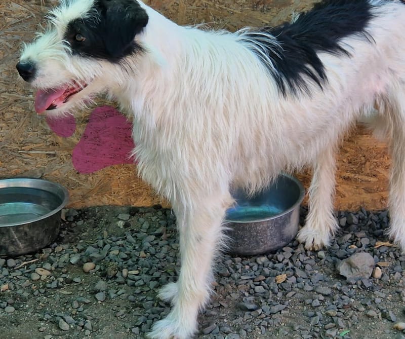 💖 STELLA – een zachte ziel die opnieuw mag stralen 💖