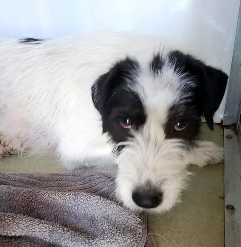 💖 STELLA – een zachte ziel die opnieuw mag stralen 💖