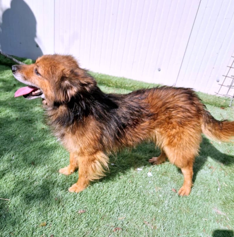 🐾 Brownie – een vrolijk ventje met een gouden hart 🐾