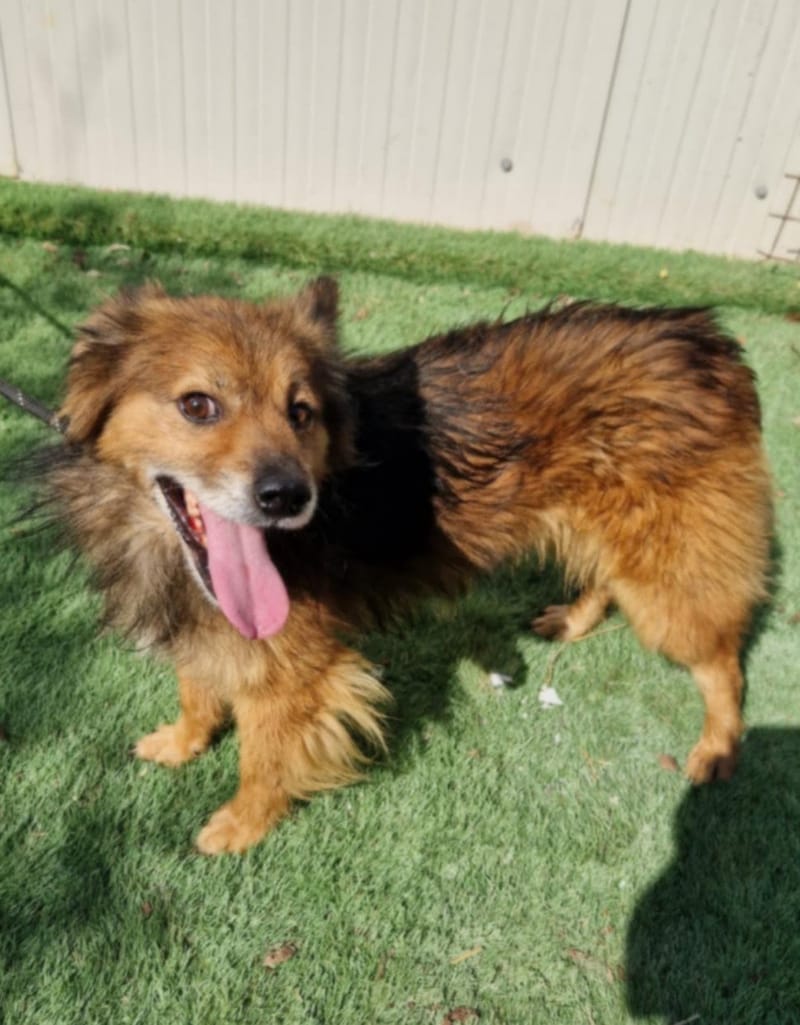 🐾 Brownie – een vrolijk ventje met een gouden hart 🐾