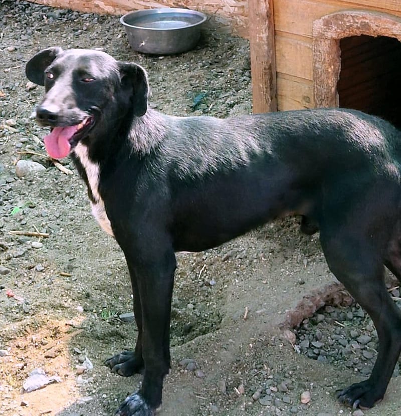 🐾 Benji – een jonge Lurcher met een teder hart 🐾