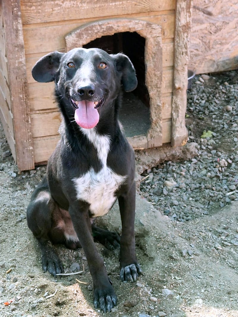 🐾 Benji – een jonge Lurcher met een teder hart 🐾
