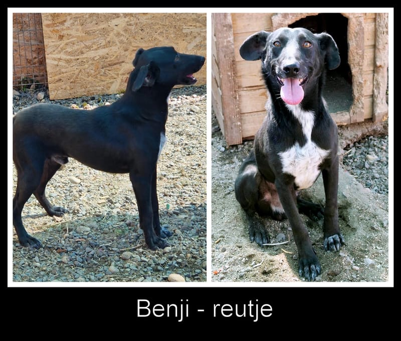 🐾 Benji – een jonge Lurcher met een teder hart 🐾