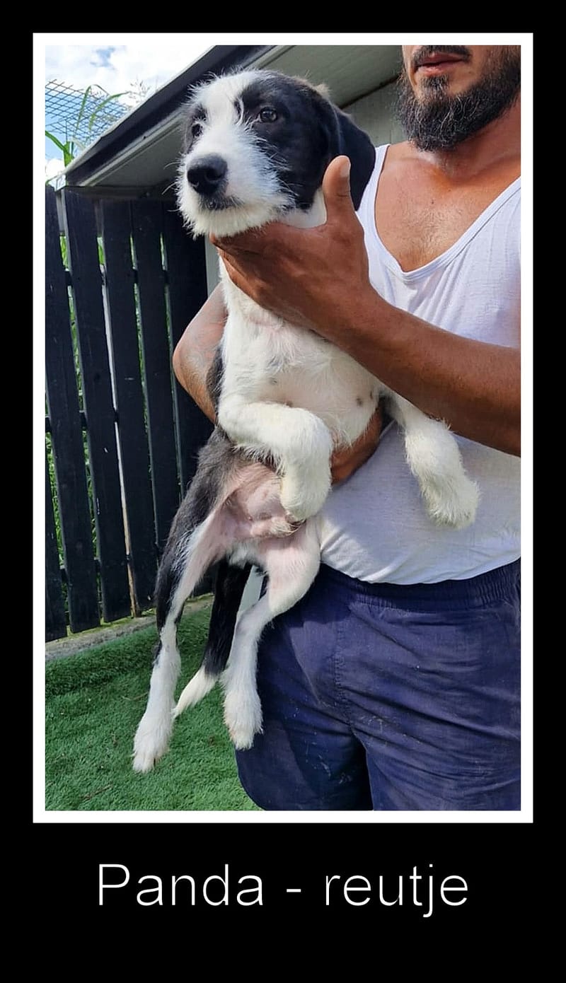 🐾 PANDA – een klein kereltje met een teder zieltje 🐾