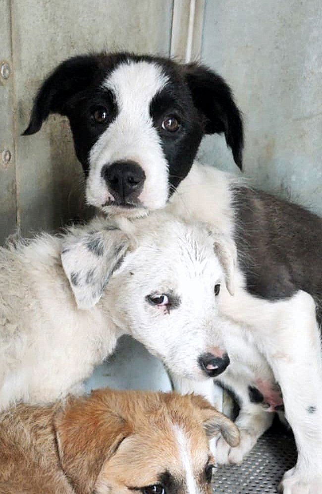 🐾 PANDA – een klein kereltje met een teder zieltje 🐾