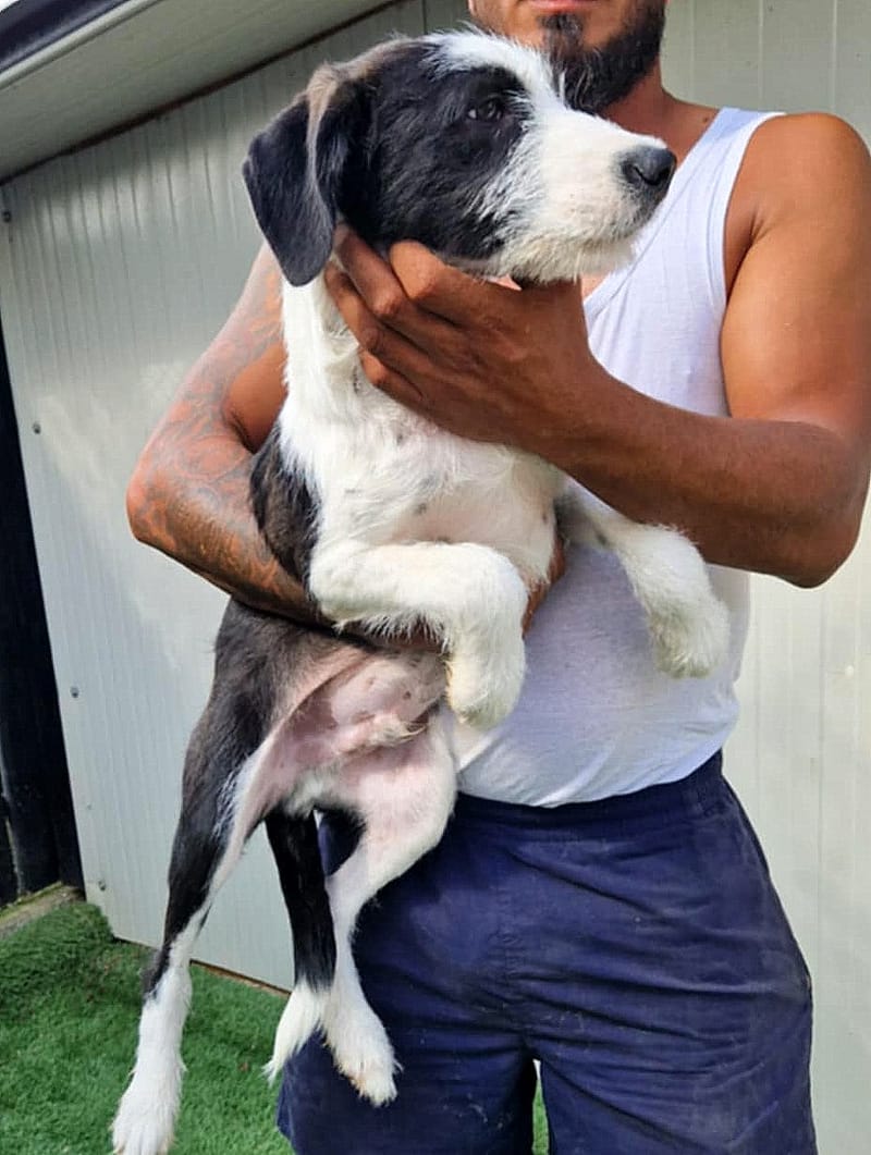 🐾 PANDA – een klein kereltje met een teder zieltje 🐾