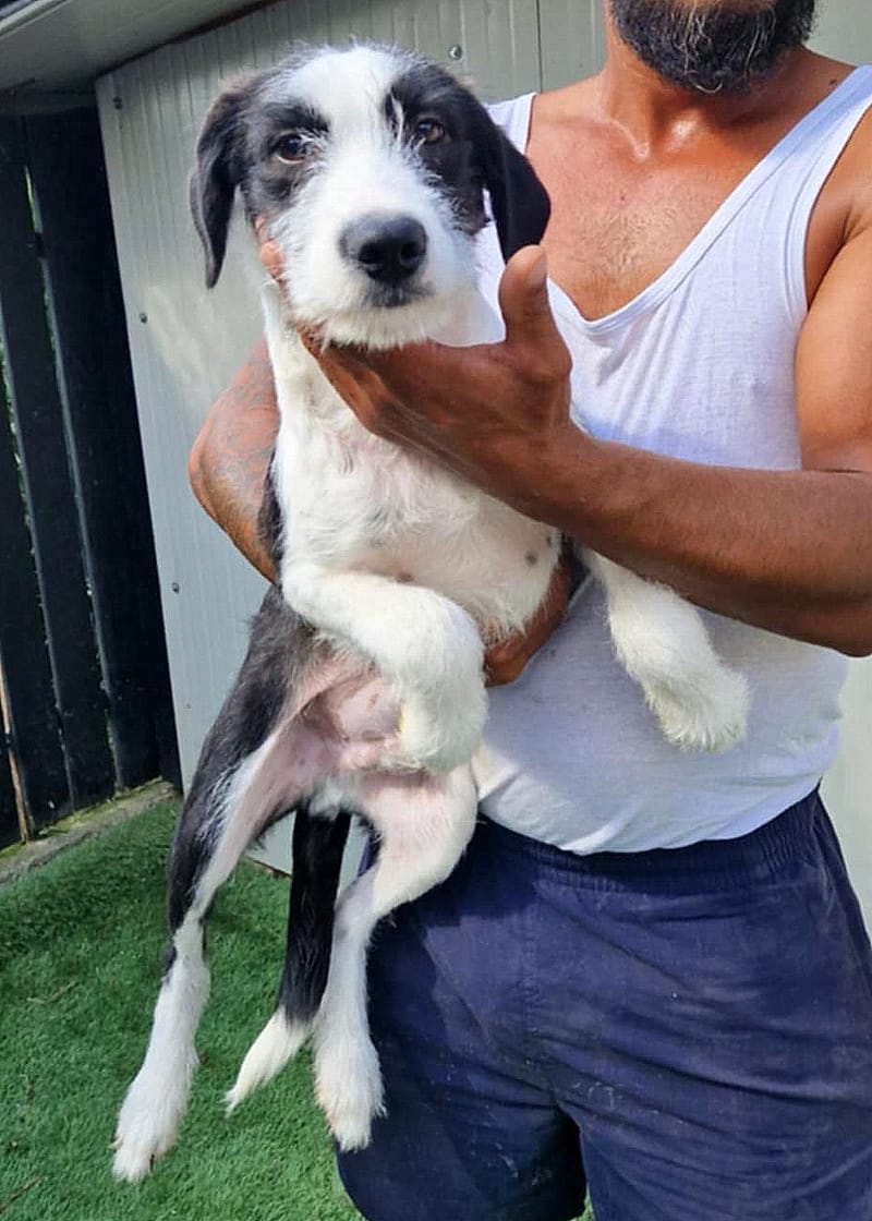 🐾 PANDA – een klein kereltje met een teder zieltje 🐾