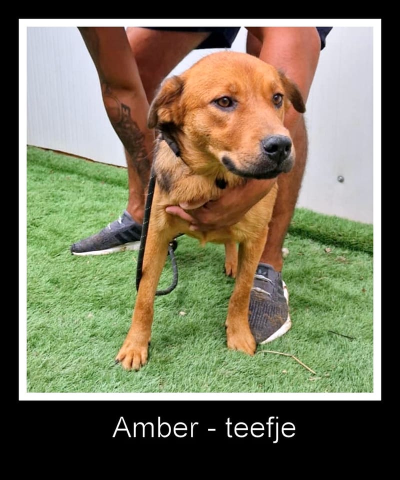 🐾 *** PRE RESERVATIE UK ***   Amber – een zacht en lief meisje op zoek naar haar gouden mandje 🐾