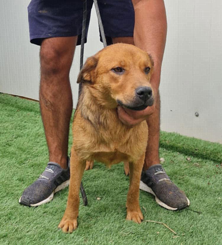 🐾 *** PRE RESERVATIE UK ***   Amber – een zacht en lief meisje op zoek naar haar gouden mandje 🐾