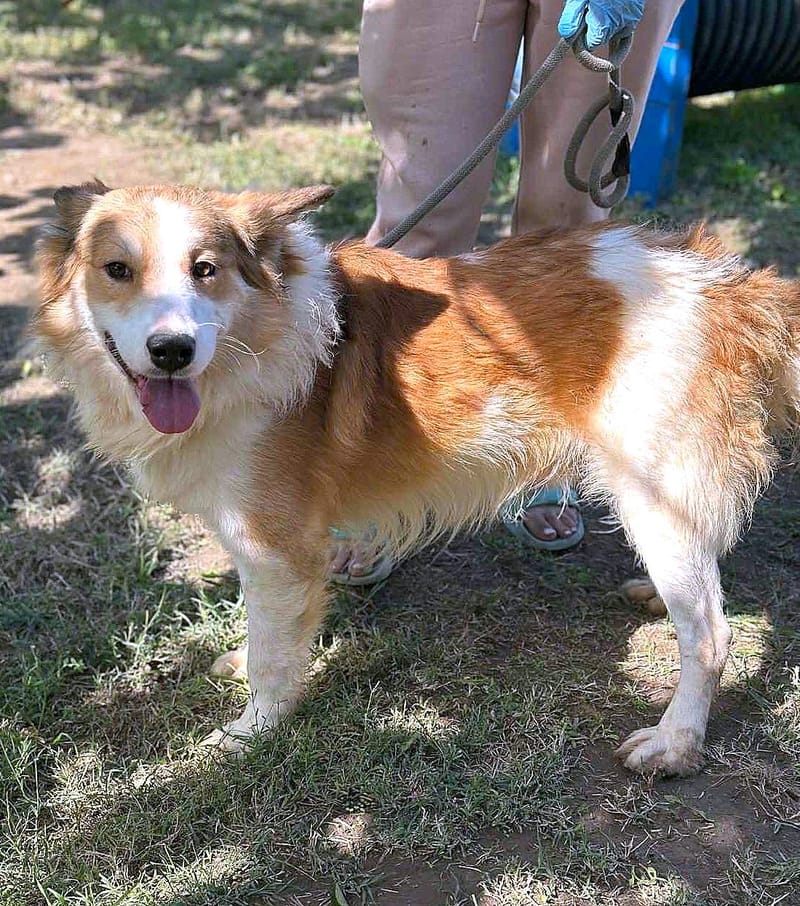 🐾 Finley – een zacht, slim en prachtig herdermixje 🐾