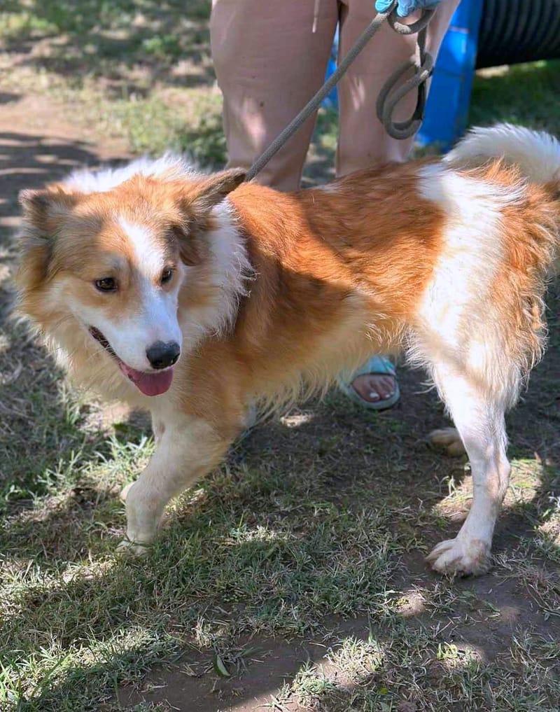 🐾 Finley – een zacht, slim en prachtig herdermixje 🐾