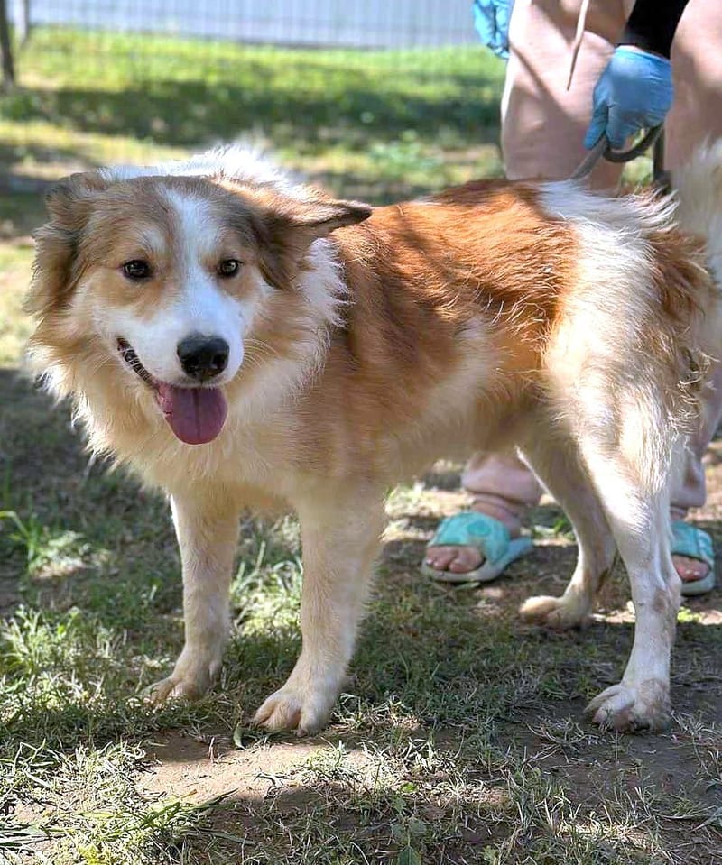 🐾 Finley – een zacht, slim en prachtig herdermixje 🐾