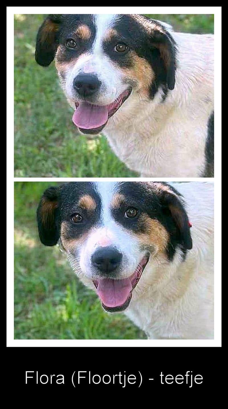 ✨ Flora "Floortje" –  altijd een glimlach op haar snoet ✨