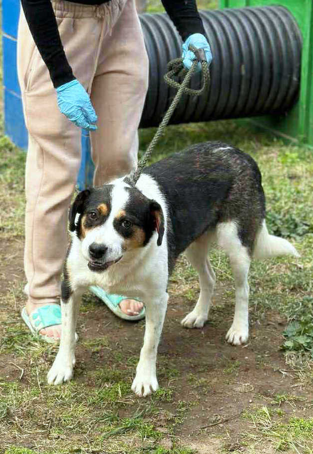 ✨ Flora "Floortje" –  altijd een glimlach op haar snoet ✨