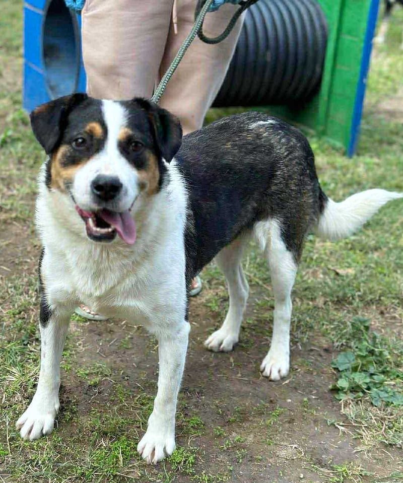 ✨ Flora "Floortje" –  altijd een glimlach op haar snoet ✨
