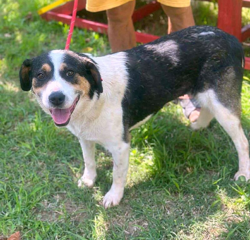 ✨ Flora "Floortje" –  altijd een glimlach op haar snoet ✨