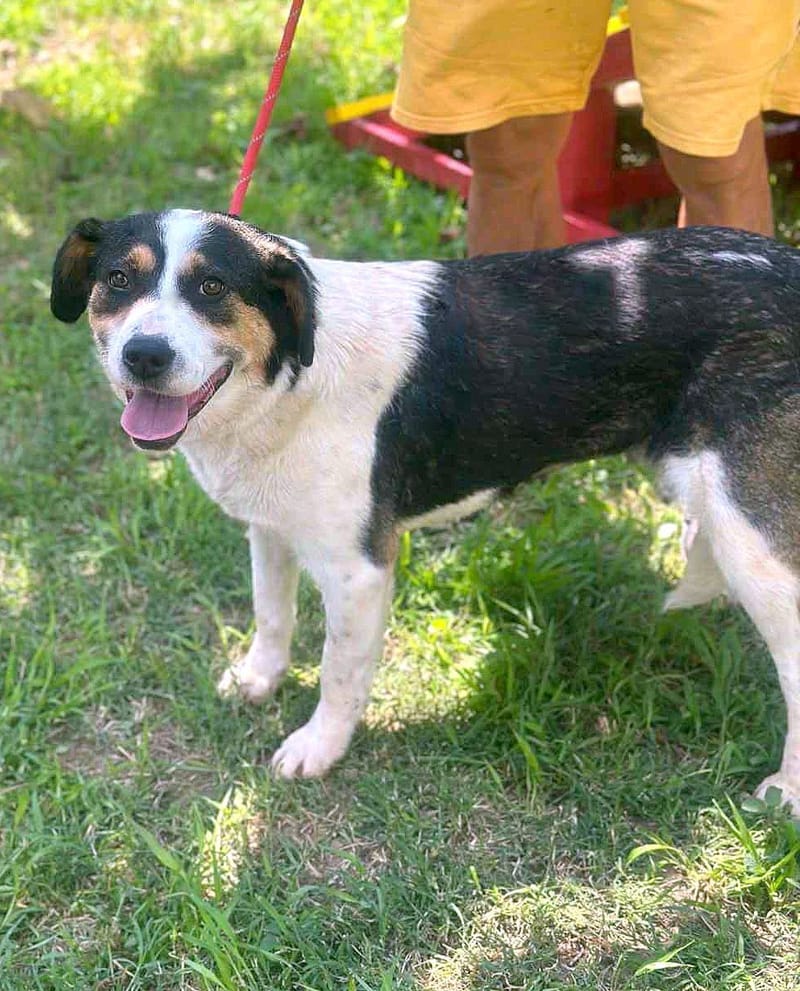 ✨ Flora "Floortje" –  altijd een glimlach op haar snoet ✨