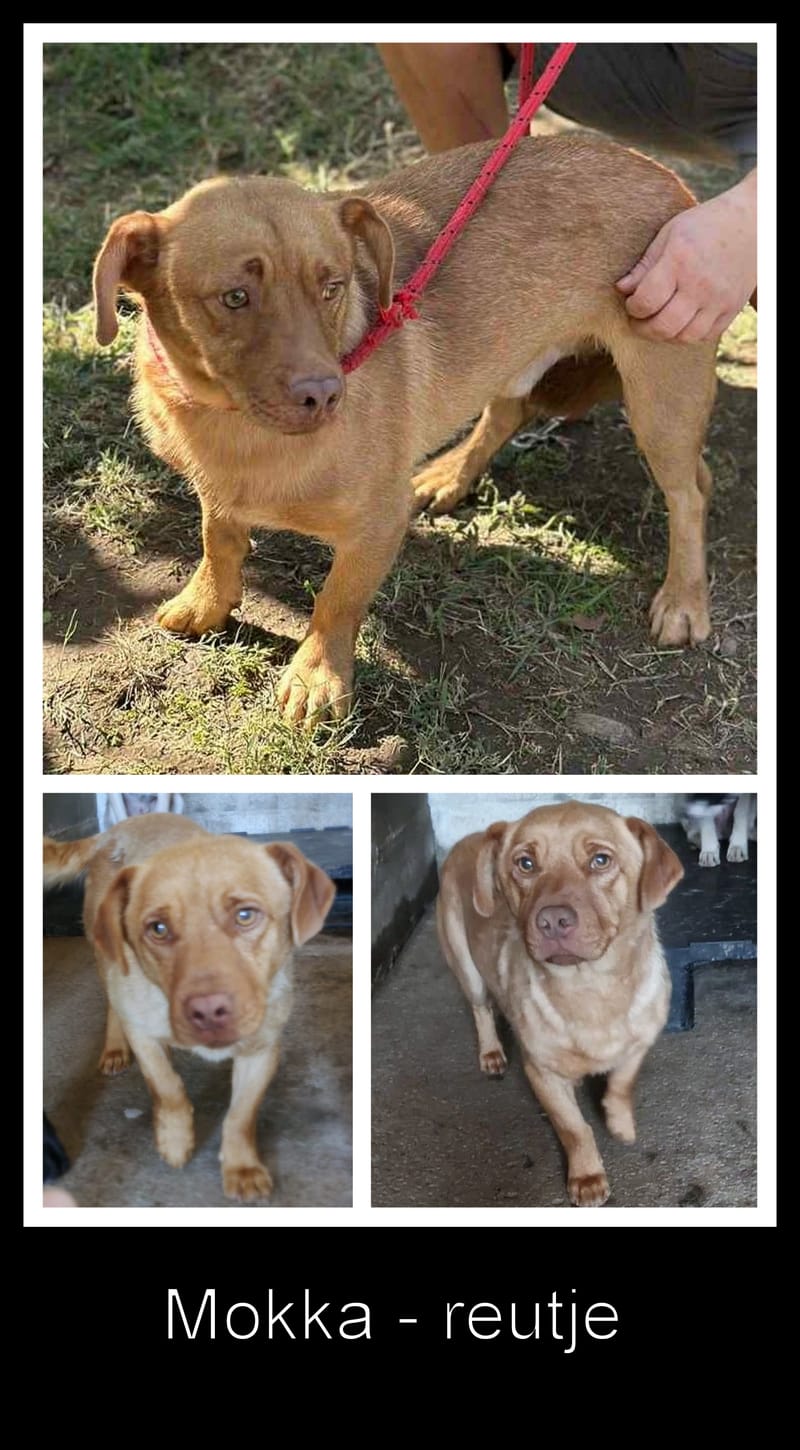 🐾 Mokka – een klein ventje met een zachte ziel 🐾