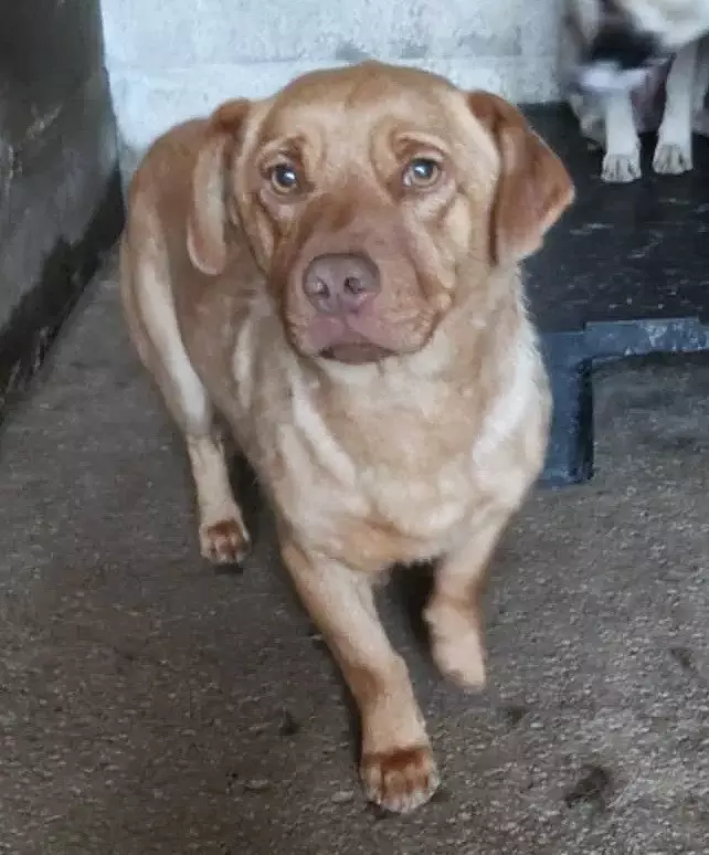 🐾 Mokka – een klein ventje met een zachte ziel 🐾