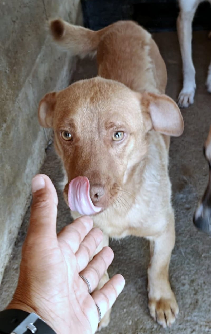 🐾 Mokka – een klein ventje met een zachte ziel 🐾