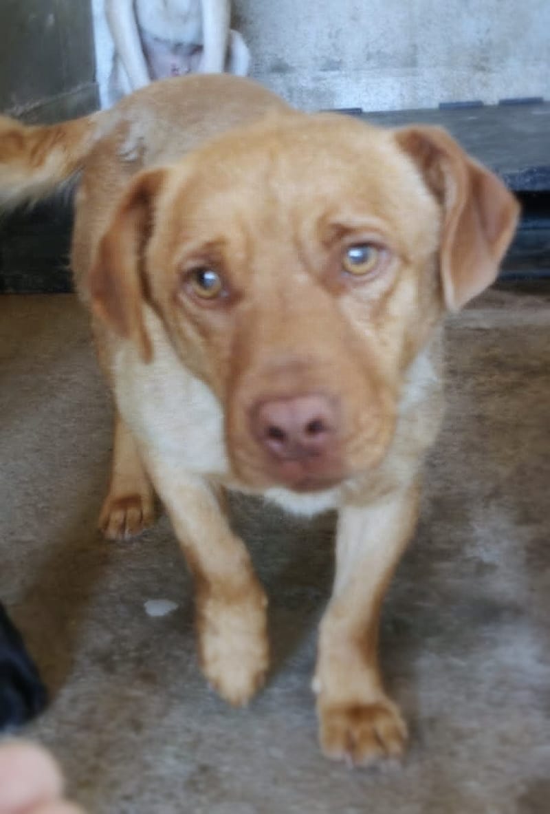 🐾 Mokka – een klein ventje met een zachte ziel 🐾